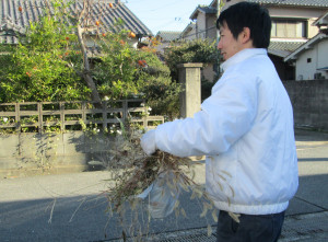 matsutaka