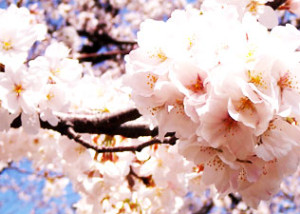 sakura